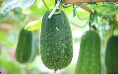 娱乐吃瓜文章推荐