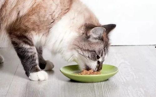 娱乐吃瓜酱小猫咪,揭秘娱乐圈那些不为人知的幕后故事