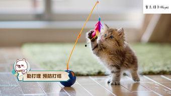 娱乐吃瓜酱小猫咪,揭秘娱乐圈那些不为人知的幕后故事