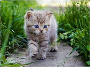 娱乐吃瓜酱小猫咪,揭秘娱乐圈那些不为人知的幕后故事